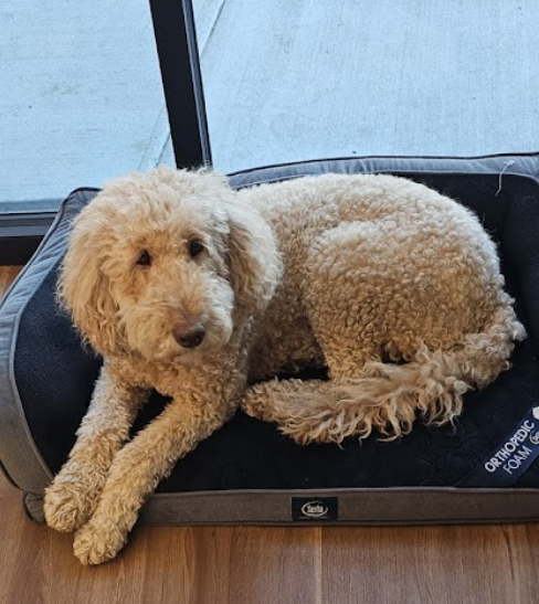 Office dog Trinity lying in her doggy bed